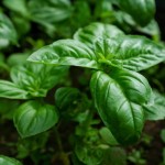 tulsi